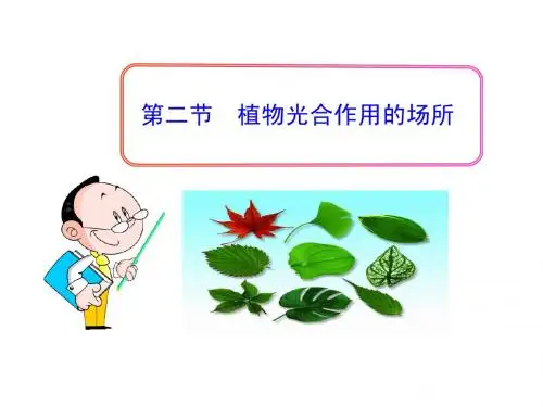 6.2 植物光合作用的场所 课件 (苏教版七年级上)