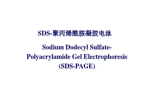 SDS-PAGE_and_Western_blot