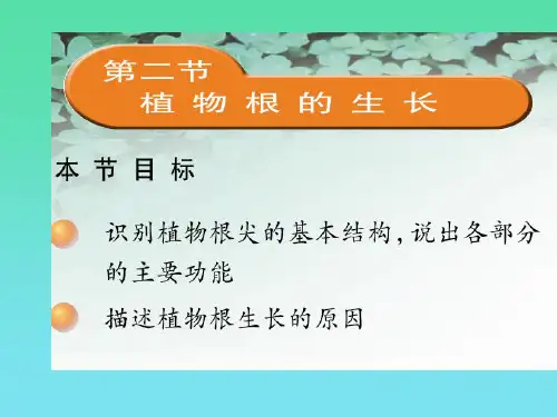 植物根的生长(3)初中生物课件