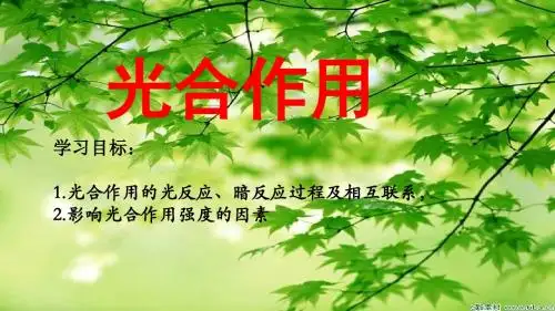 5.4.3光合作用