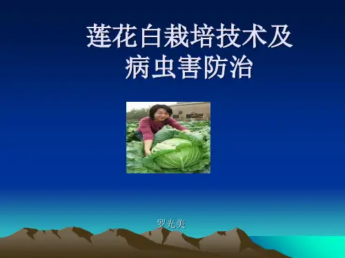 莲花白栽培技术及