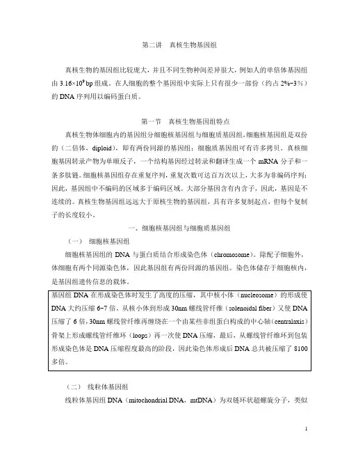 真核生物基因组