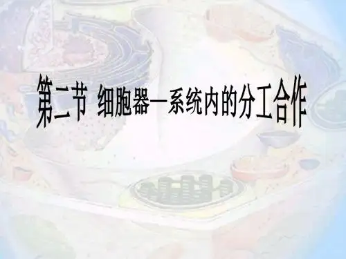 高中生物必修一第三章细胞的基本结构第2节细胞器系统内的分工合作