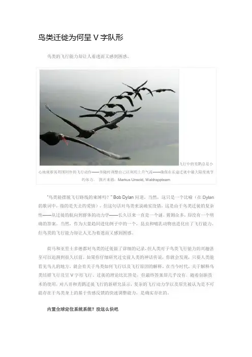 鸟类迁徙为何呈V字队形
