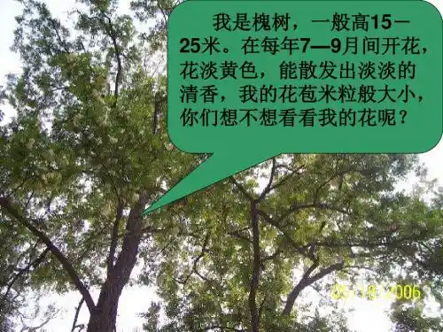 4槐乡的孩子 (1)