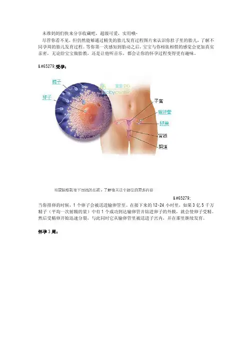 超详尽的胎儿发育过程全41周每周图解