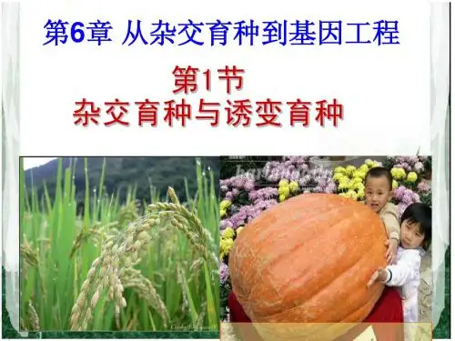 第一节 杂交育种与诱变育种