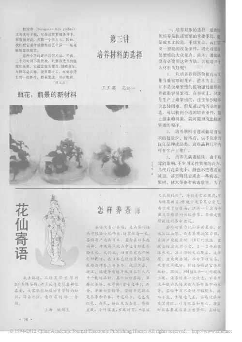 怎样养茶梅