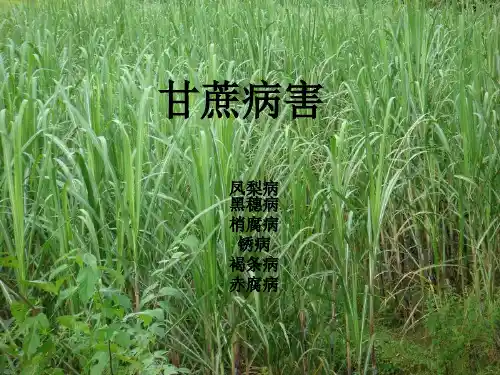 甘蔗病害