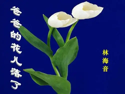 爸爸的花新