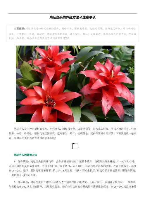 鸿运当头的养殖方法和注意事项 2