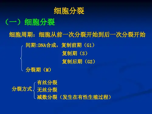 微生物3 细胞  分裂讲解