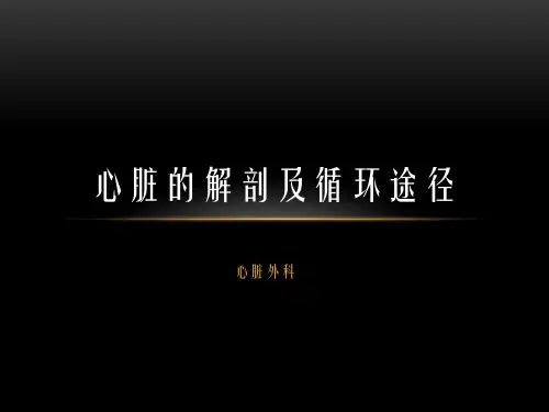 心脏的解剖及循环途径