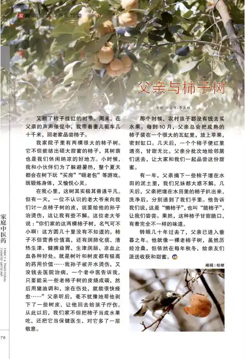 父亲与柿子树