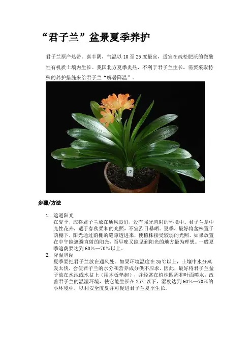 君子兰花的养护