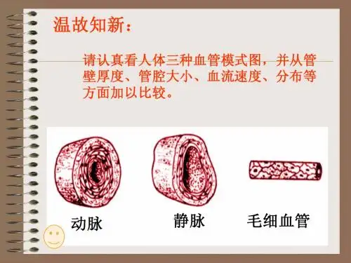 《心脏和血管》课件[1].ppt