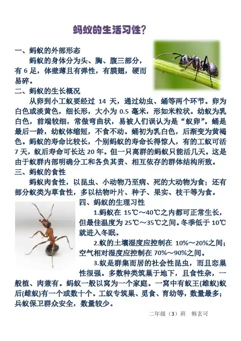 蚂蚁的生活习性