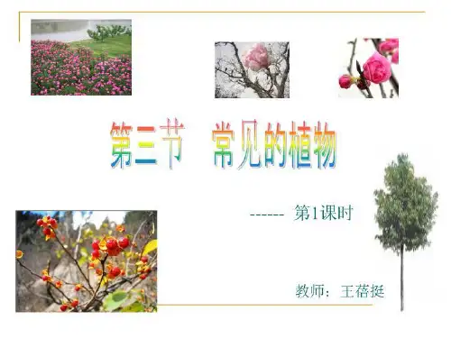 常见的植物 PPT课件