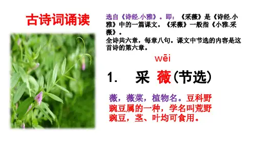 古诗词诵读《采薇》(人教部编版)