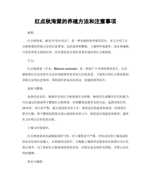 红点秋海棠的养殖方法和注意事项