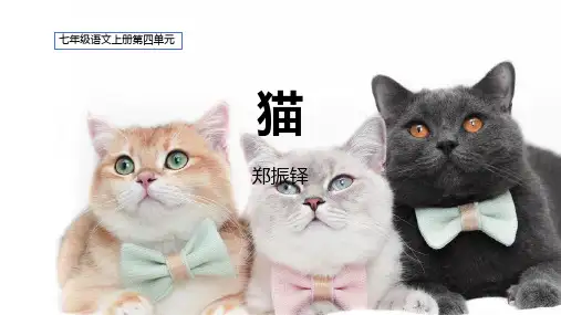 第17课《猫》教学课件精品-七年级语文上册