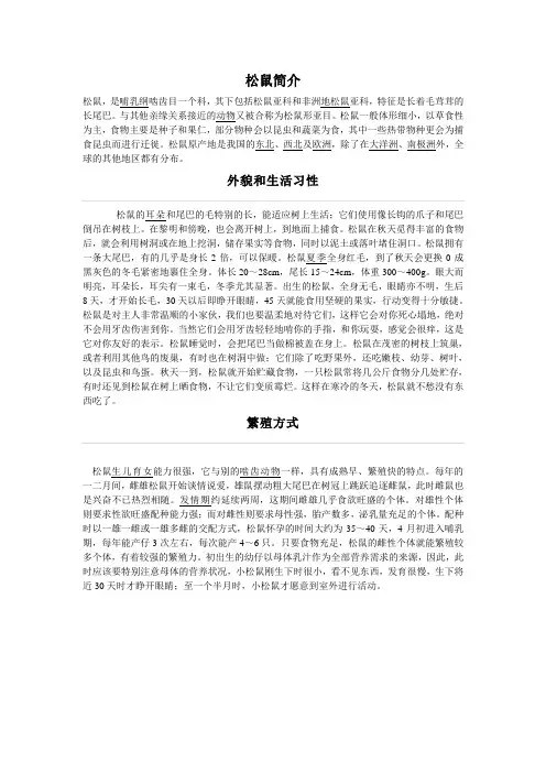 松鼠简介