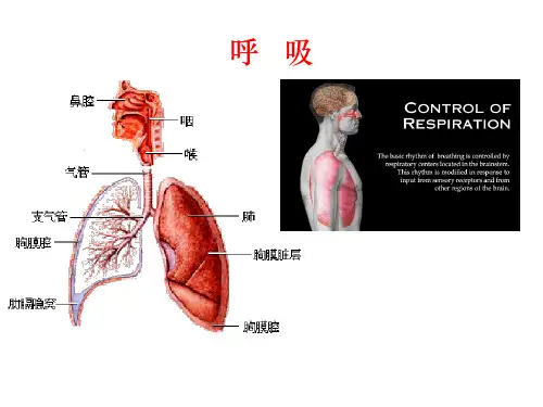 生理学课件_呼吸