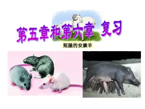 第五章第六章 复习