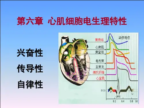 心肌电生理特性