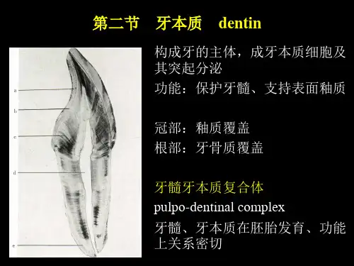 牙本质 PPT