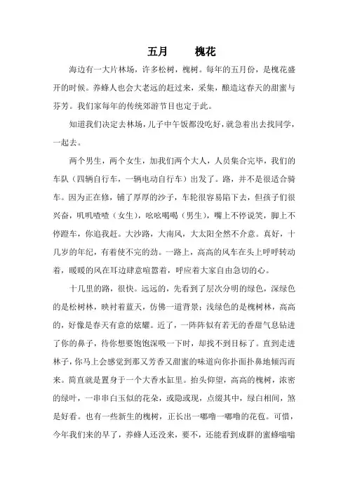 五月  槐花