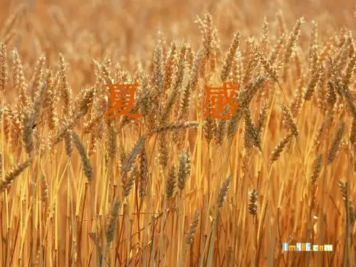 夏感1
