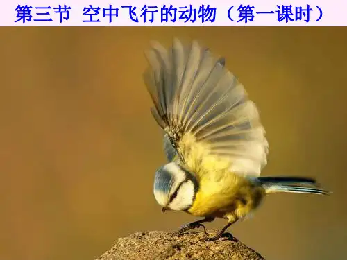 【一线精品】  空中飞行的动物12   最新优秀公开PPT课件
