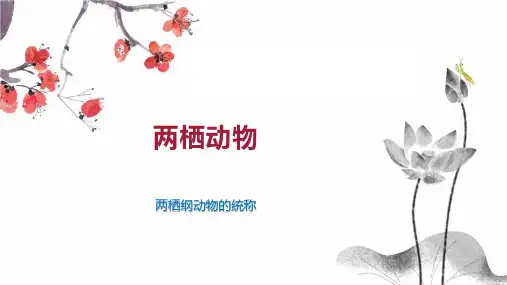 两栖动物    