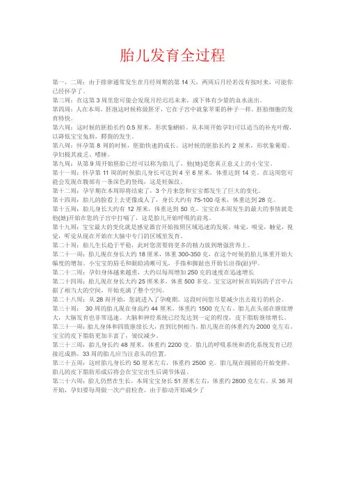 胎儿发育全过程