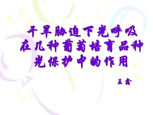 干旱胁迫下光呼吸
