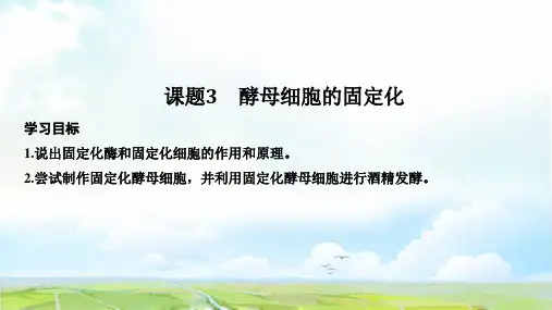 高中生物选修1优质课件:4.3 酵母细胞的固定化