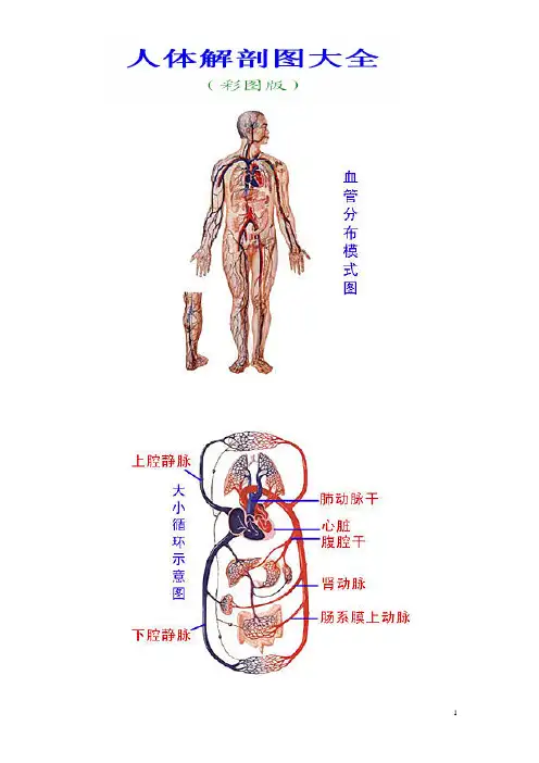 人体解剖图大全(彩图版)