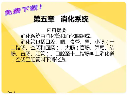 解剖学课件：消化系统