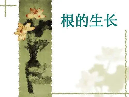 根的生长