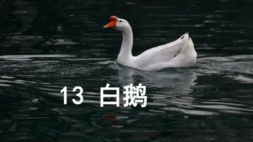 人教版四年级语文上册《白鹅》 (3)ppt课件