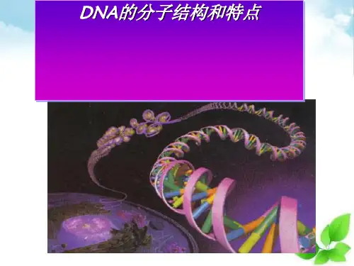 DNA的分子结构和特点ppt课件(自制)1