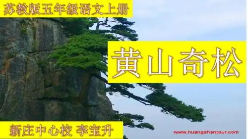 16、黄山奇松