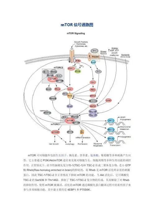 mTOR信号通路图