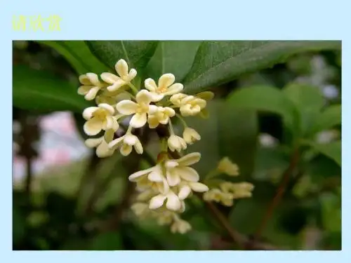 人教版五年上第二组7、桂花雨(修改上课用)