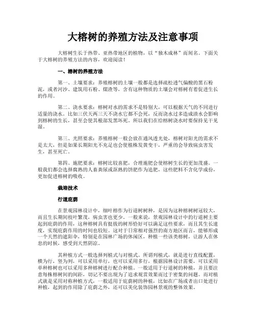 大榕树的养殖方法及注意事项
