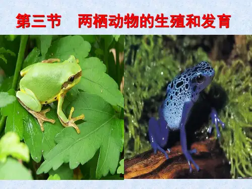八年级生物下册_第三节_两栖动物的生殖和发育