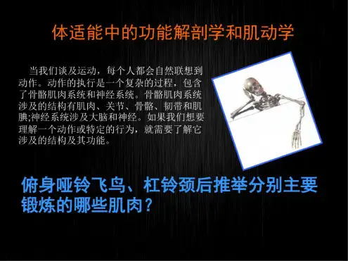 体适能中的解剖学和肌动学