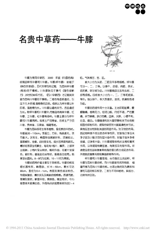 名贵中草药_牛膝