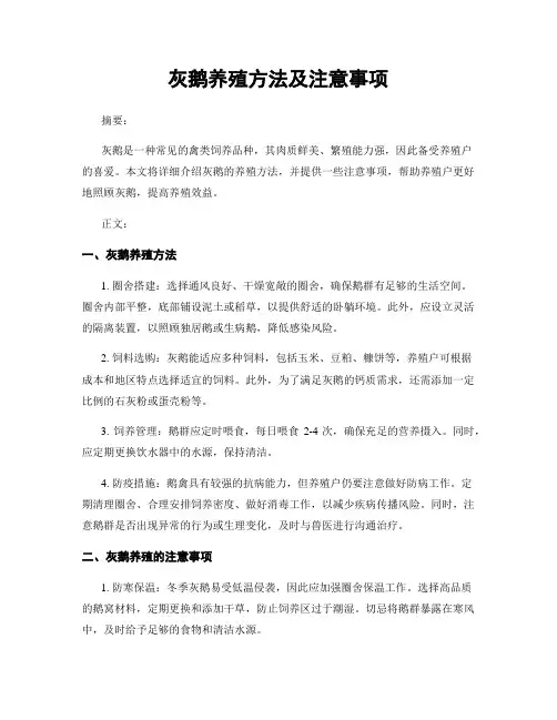 灰鹅养殖方法及注意事项